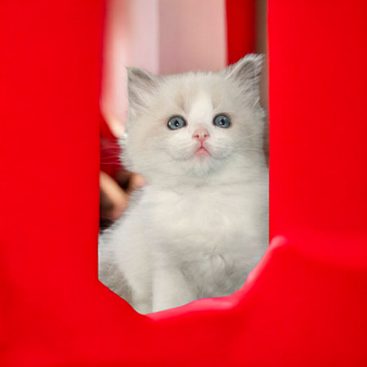 Мальчики Рэгдолл  для бронирования к февралю