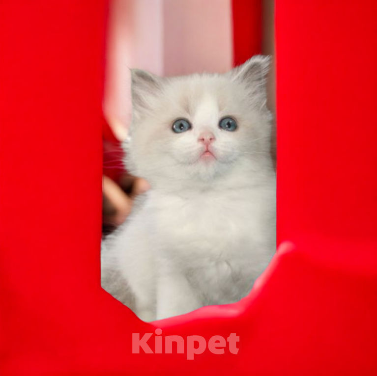 Кошки в Москве: Мальчики Рэгдолл  для бронирования к февралю Мальчик, Бесплатно - фото 1