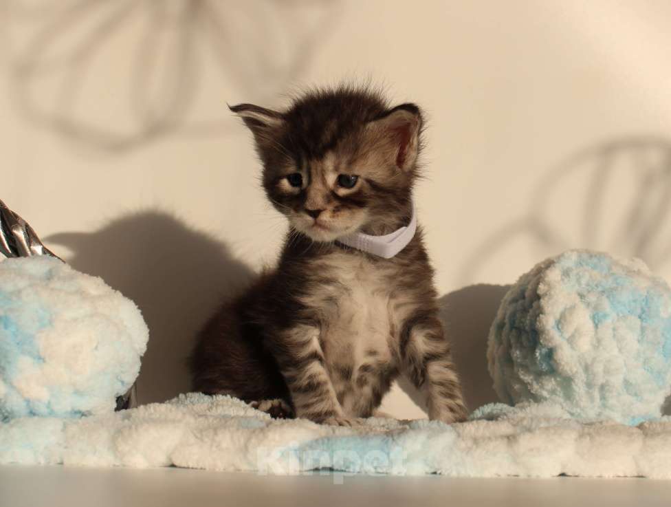 Кошки в Екатеринбурге: Котёнок мейн-кун Кристофер Мальчик, 70 000 руб. - фото 1