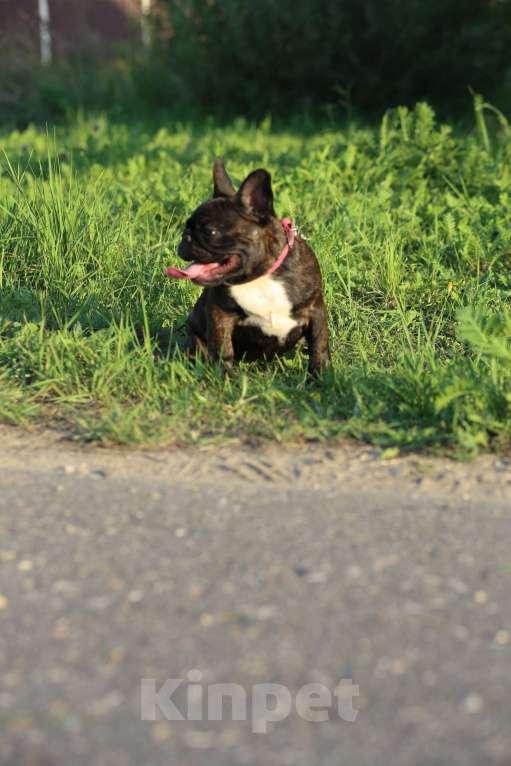Собаки в Москве: Французский бульдог, девочка, РКФ Девочка, 70 000 руб. - фото 7