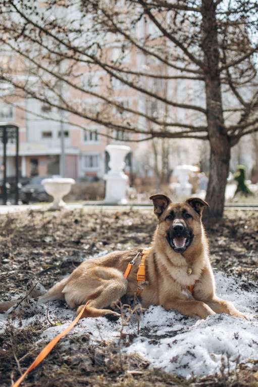 Собаки в Москве: Микки ищет дом Мальчик, Бесплатно - фото 7