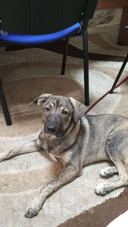 Собаки в Иркутске: Отдаём лучшего щенка Мальчик, Бесплатно - фото 2