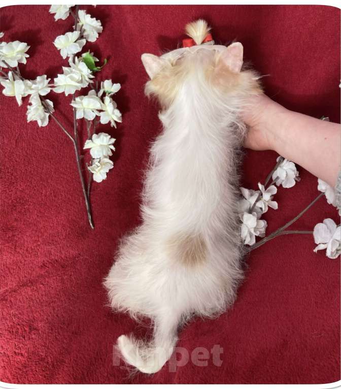 Собаки в Москве: Белый йорк с голубыми глазами девочка подрощенная Девочка, 130 000 руб. - фото 9