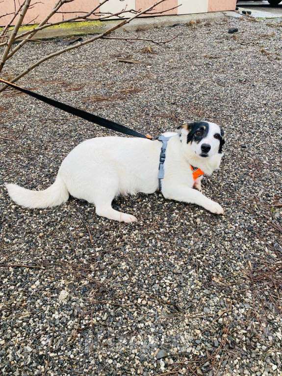 Собаки в Москве: Собака в добрые руки Девочка, Бесплатно - фото 3