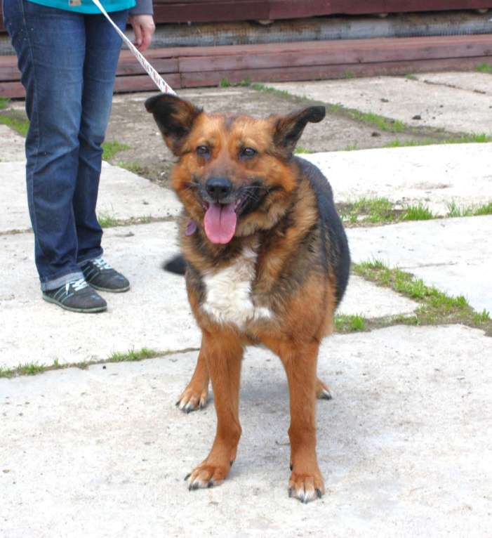 Собаки в Москве: Ищем человека на самую главную роль в жизни собаки - хозяина! Девочка, Бесплатно - фото 4
