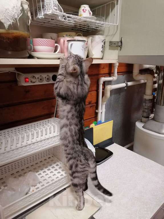 Кошки в Москве: Как в рекламе  Девочка, Бесплатно - фото 3