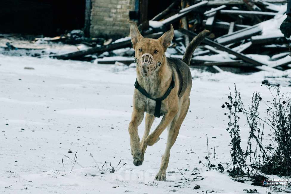 Собаки в других городах Московской области: Взрослый пёс в добрые руки Мальчик, Бесплатно - фото 1
