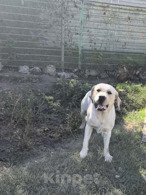 Собаки в Краснодаре: Щенки лабрадора с документами РКФ Мальчик, 30 000 руб. - фото 2