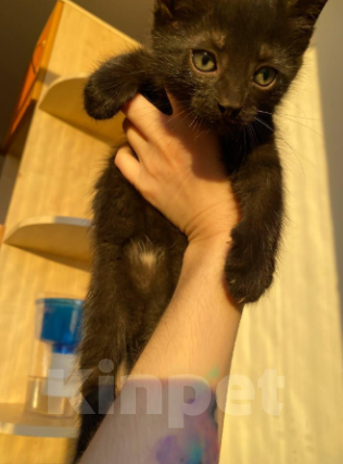 Кошки в Санкт-Петербурге: Кнопа Мальчик, 10 000 руб. - фото 2