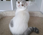 Кошки в Ярославле: Шотландская короткошерстная девочка Девочка, 30 000 руб. - фото 3
