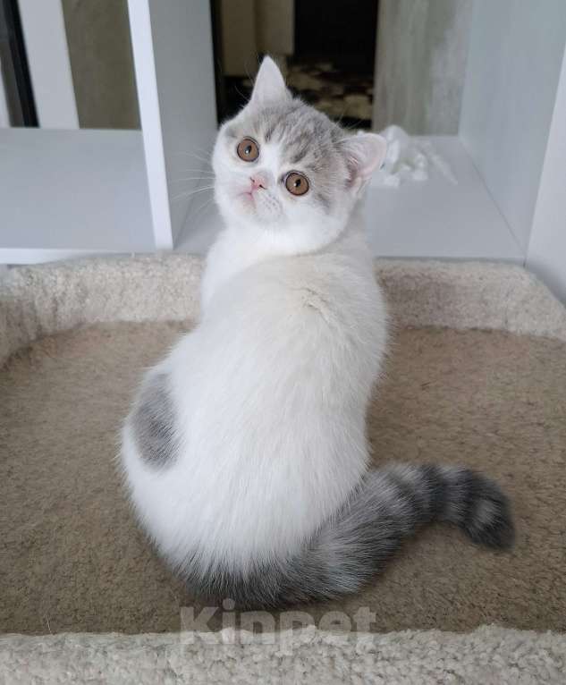 Кошки в Ярославле: Шотландская короткошерстная девочка Девочка, 30 000 руб. - фото 3