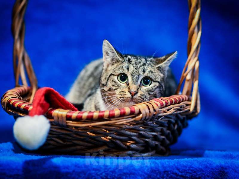 Кошки в Москве: Котята — метисы британской породы в добрые руки Девочка, Бесплатно - фото 5