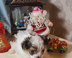 Собаки в Санкт-Петербурге: Бивер мальчик мини Бертрам Мальчик, 25 000 руб. - фото 4