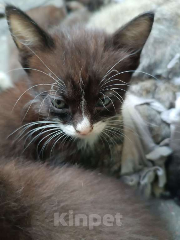 Кошки в Донецке: Котятки-ребятки ищут дом  Девочка, Бесплатно - фото 5