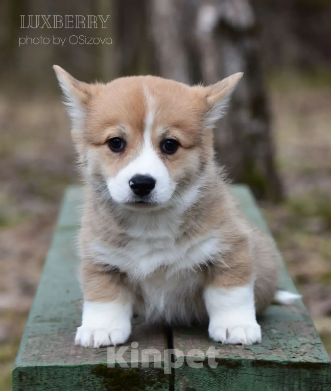 Собаки в Санкт-Петербурге: Вельш Корги Пемброк Мальчик, Бесплатно - фото 2