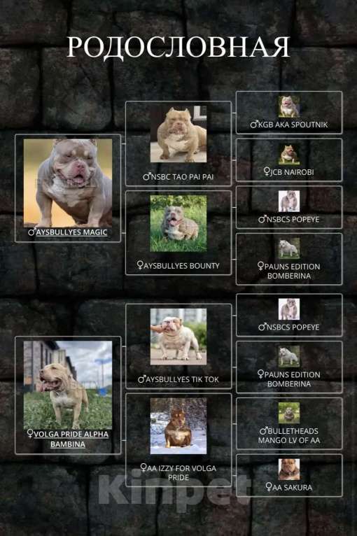 Собаки в Ростове-на-Дону: Булли щенки  Мальчик, 120 000 руб. - фото 6