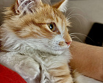 Кошки в Жуковском: Котёнок (рыженький) Мальчик, Бесплатно - фото 3