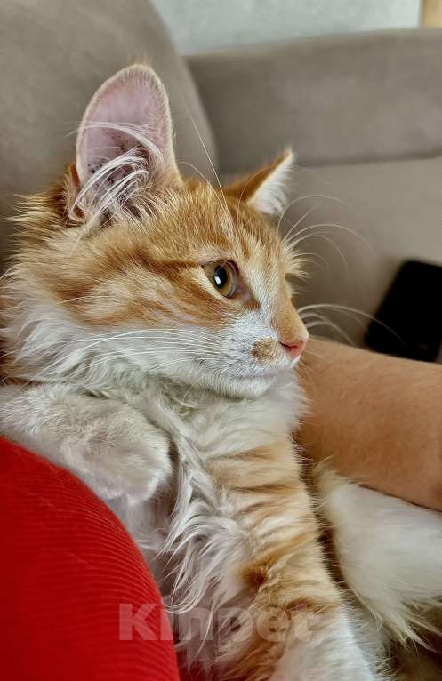 Кошки в Жуковском: Котёнок (рыженький) Мальчик, Бесплатно - фото 3