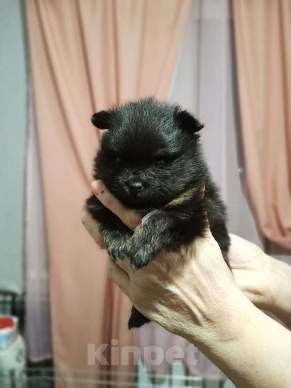 Собаки в Дзержинском: Раннее бронирование Мальчик, Бесплатно - фото 1