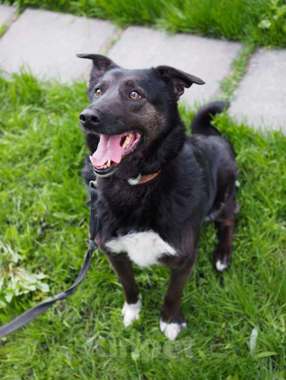 Собаки в Москве: Чудесная Джульетта в потсках дома Девочка, Бесплатно - фото 2