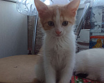 Кошки в Армавире: Котятки в добрые ручки 😻 Разнополые, Бесплатно - фото 2