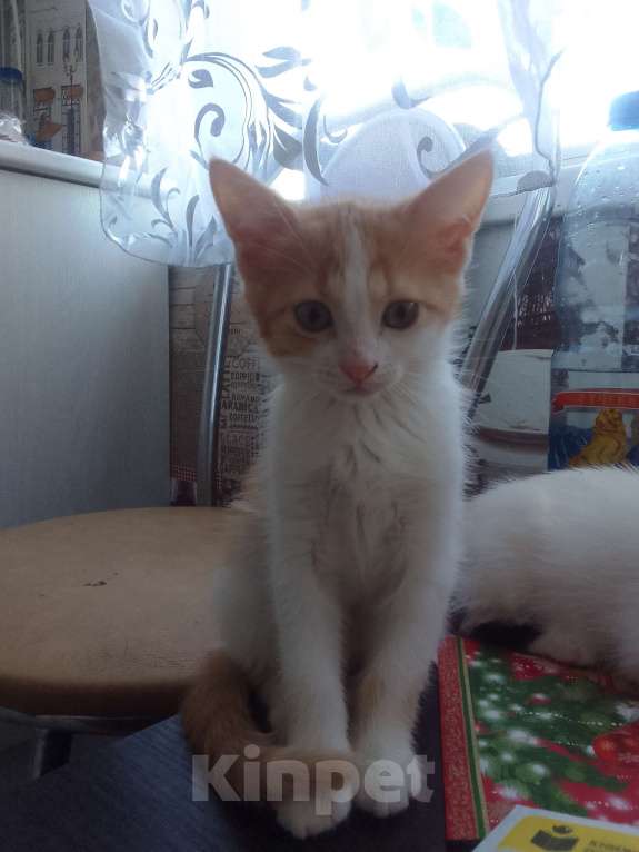 Кошки в Армавире: Котятки в добрые ручки 😻 Разнополые, Бесплатно - фото 2