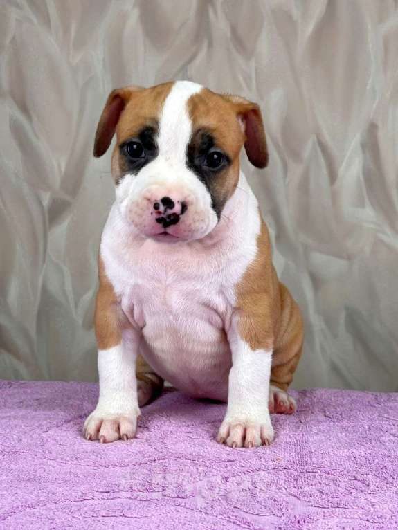 Собаки в Москве: Шикарная девочка амстаффа  Девочка, 80 000 руб. - фото 5