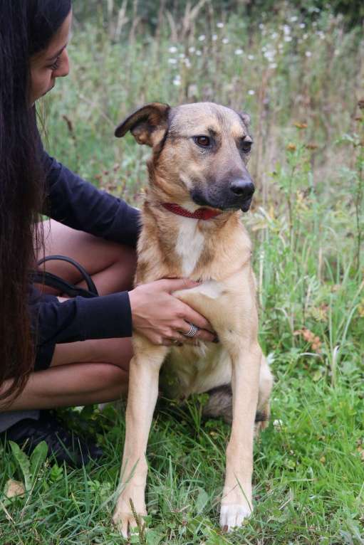 Собаки в Москве: Яся Девочка, Бесплатно - фото 5