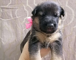 Собаки в Кемерово: Девочка Девочка, 8 000 руб. - фото 8