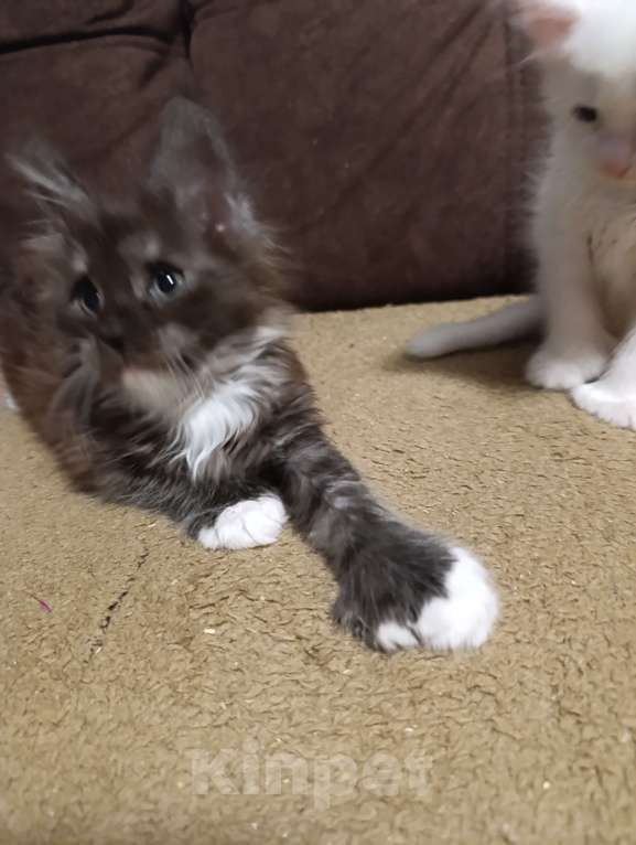 Кошки в Москве: Мальчик полидакт черный дым с белым Мальчик, 70 000 руб. - фото 2