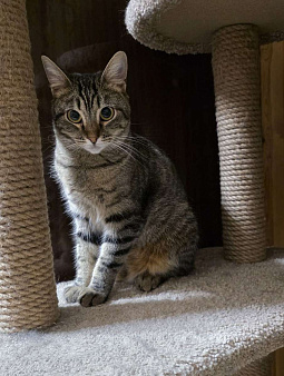 Красавица Рыся в добрые руки.