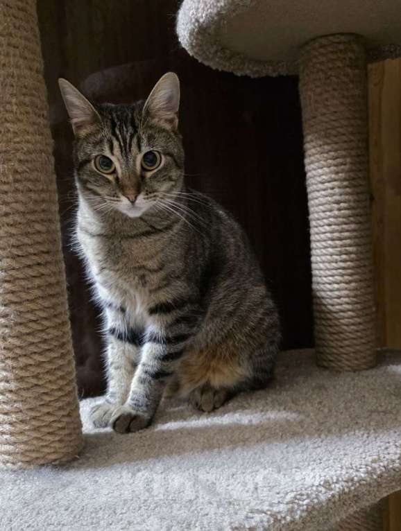 Кошки в Санкт-Петербурге: Красавица Рыся в добрые руки. Девочка, Бесплатно - фото 1