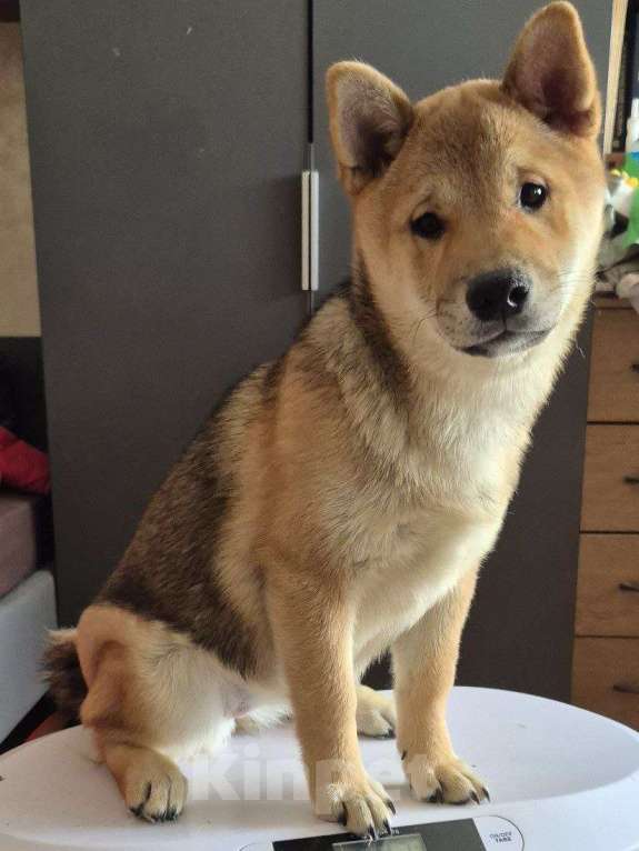 Собаки в Новосибирске: Сука сезам 4 месяца Девочка, 45 000 руб. - фото 1