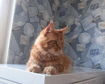 Кошки в Нолинске: Мейн кун, 10 000 руб. - фото 3