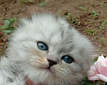 Кошки в Москве: Продается котенок Скоттиш фолд Мальчик, 7 000 руб. - фото 2