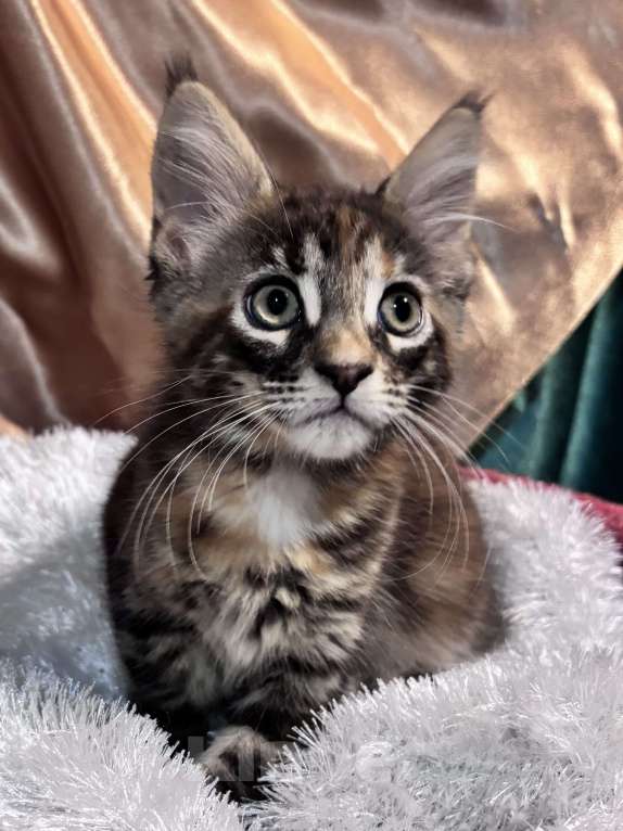 Кошки в Петергофе: Очень яркая девчоночка Девочка, 35 000 руб. - фото 4