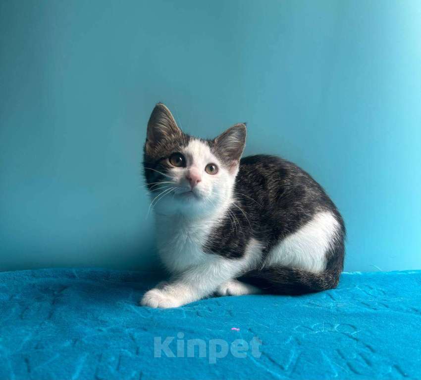 Кошки в Санкт-Петербурге: Маленький нежный котёнок Девочка, Бесплатно - фото 2