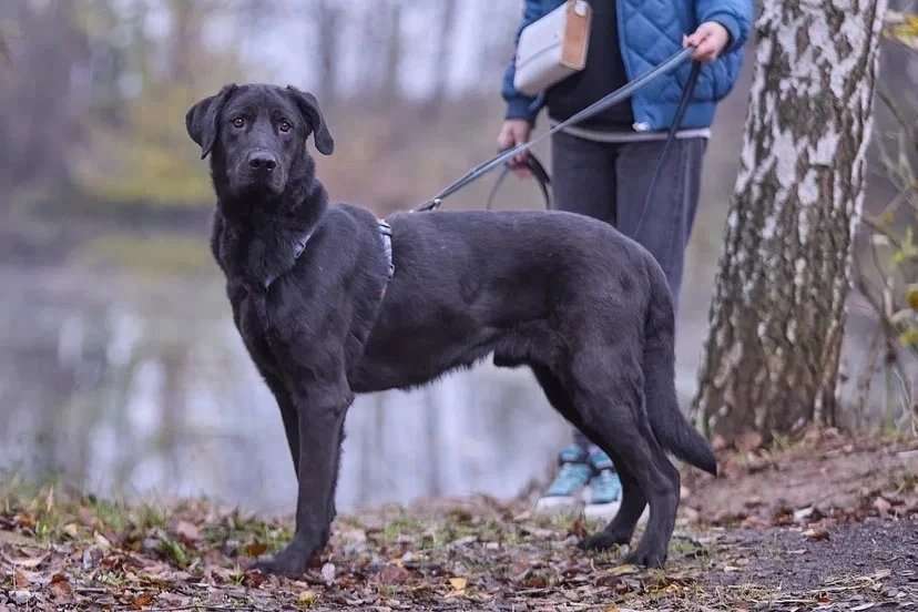 Собаки в Москве: Зорро 3,5 года. ищет семью. Мальчик, Бесплатно - фото 3
