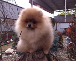 Собаки в Усть-Лабинске: Щенок шпица Мальчик, 1 руб. - фото 7