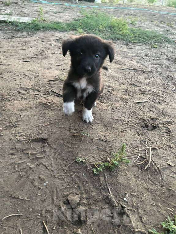 Собаки в Астрахани: Щенок алабай в добрые руки Девочка, Бесплатно - фото 3