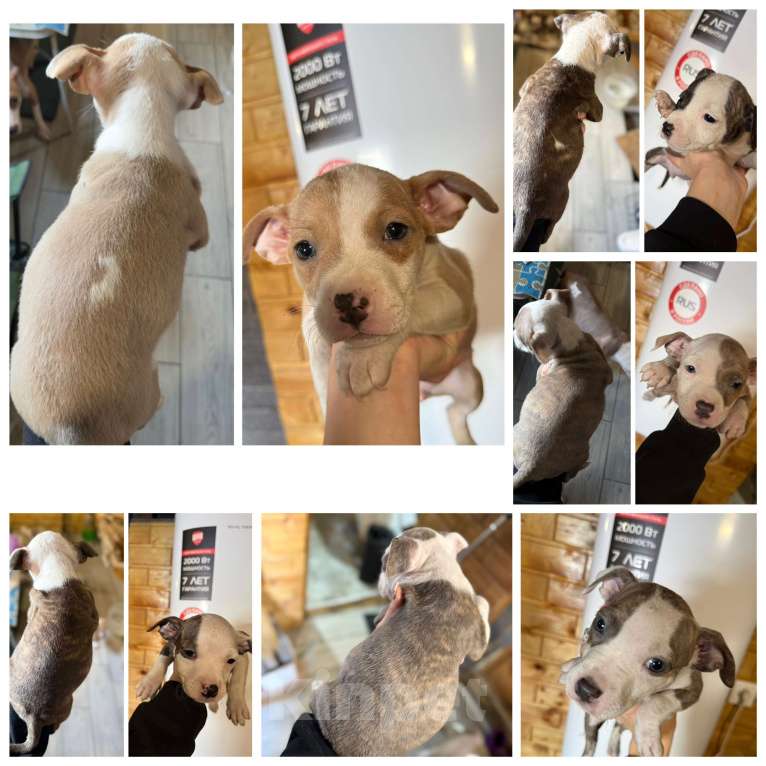 Собаки в Челябинске: Продам АСТ Разнополые, 17 000 руб. - фото 2