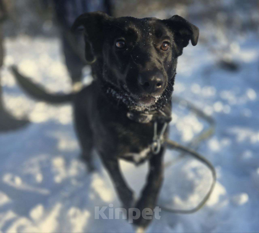 Собаки в Королеве: Ищем дом и любящую семью для прекрасной Оливки! Девочка, Бесплатно - фото 4