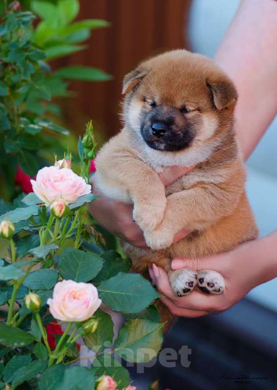 Собаки в Москве: Продаются щенки сиба ину от родителей чемпионов Мальчик, 80 000 руб. - фото 2