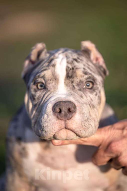 Собаки в других городах Московской области: Щенки американский булли  Мальчик, Бесплатно - фото 5