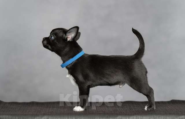 Собаки в Выборге: Мальчик чихуахуа гладкошерстный Мальчик, Бесплатно - фото 1