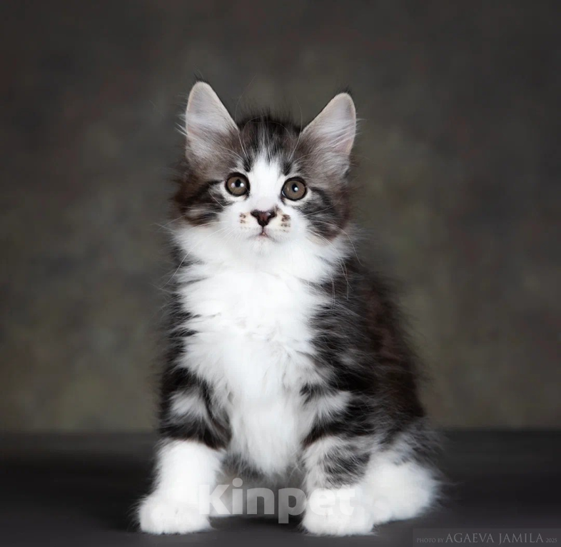 Кошки в других городах Московской области: Котик полудлинношерстный  Мальчик, 60 000 руб. - фото 6