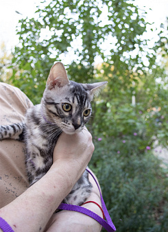 Бенгальский котёнок серебро уголь