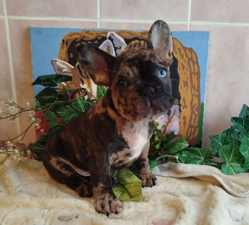 Собаки в Москве: Французский бульдог  Мальчик, 65 000 руб. - фото 3