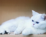 Кошки в Бугульме: Котик Лимончик Мальчик, 35 000 руб. - фото 4