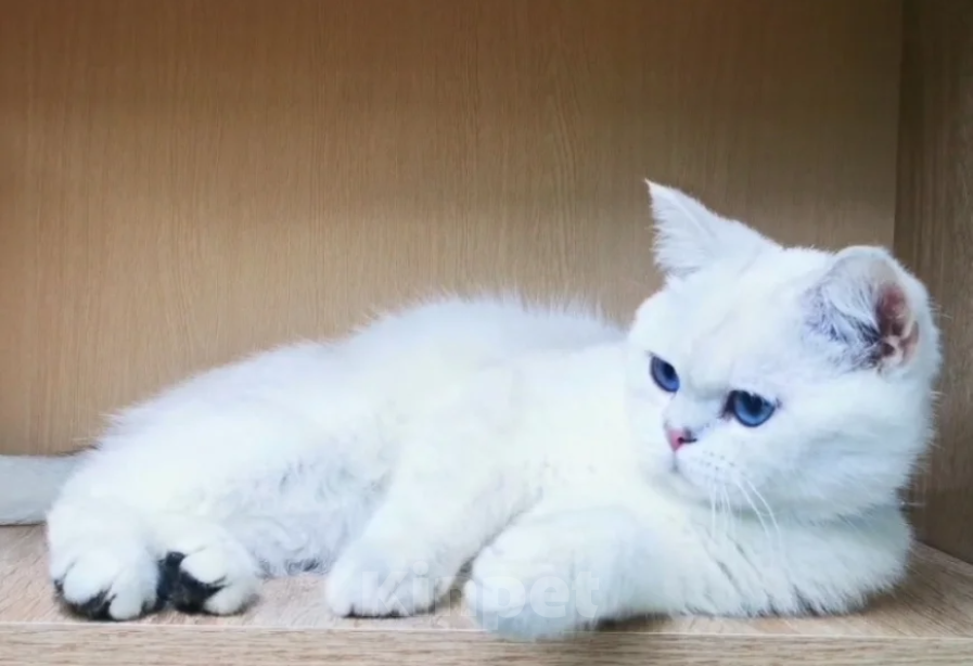 Кошки в Бугульме: Котик Лимончик Мальчик, 35 000 руб. - фото 4